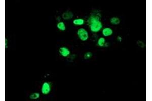 Anti-ATRIP mouse monoclonal antibody (ABIN2455757) immunofluorescent staining of COS7 cells transiently transfected by pCMV6-ENTRY ATRIP (RC223562). (ATRIP antibody  (AA 42-309))