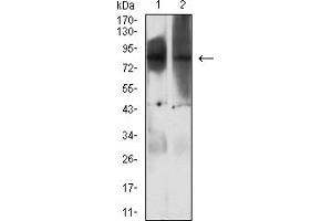 Western Blotting (WB) image for anti-Enhancer of Zeste Homolog 1 (EZH1) (AA 135-294) antibody (ABIN7193367)