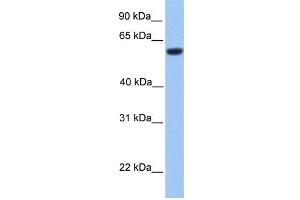 WB Suggested Anti-ZNF545 Antibody Titration: 0. (Zinc finger protein 82 homolog (ZFP82) (C-Term) antibody)