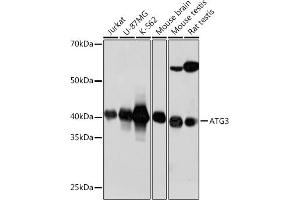 Western blot analysis of extracts of various cell lines, using  antibody (ABIN7265709) at 1:1000 dilution. (ATG3 antibody)