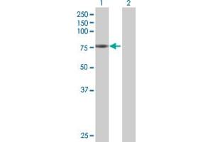 Western Blot analysis of HAL expression in transfected 293T cell line by HAL MaxPab polyclonal antibody. (HAL antibody  (AA 1-657))