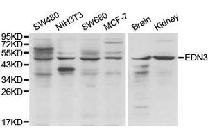Western Blotting (WB) image for anti-Endothelin 3 (EDN3) antibody (ABIN1875400) (Endothelin 3 antibody)