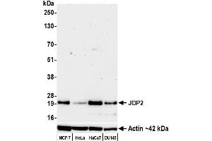 Western Blotting (WB) image for anti-Jun Dimerization Protein 2 (JDP2) (AA 50-100) antibody (ABIN7795635)