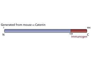 Image no. 3 for anti-Catenin (Cadherin-Associated Protein), alpha 1, 102kDa (CTNNA1) (AA 729-906) antibody (ABIN967813) (CTNNA1 antibody  (AA 729-906))