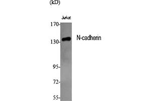Western Blot analysis of various cells using N-cadherin Polyclonal Antibody diluted at 1:1000. (N-Cadherin antibody  (AA 690-770))