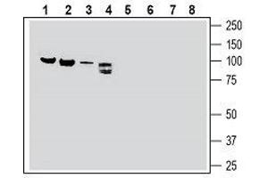 Western blot analysis of rat brain membranes (lanes 1 and 5), rat lung membranes (lanes 2 and 6), mouse heart membranes (lanes 3 and 7) and rat dorsal root ganglion lysate (lanes 4 and 8): - 1-4. (SEMA3F antibody  (Secreted))