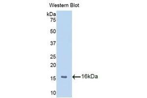Western Blotting (WB) image for anti-Macrophage Migration Inhibitory Factor (Glycosylation-Inhibiting Factor) (MIF) (AA 3-111) antibody (ABIN1859824)