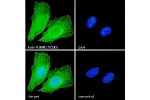 ABIN1590028 Immunofluorescence analysis of paraformaldehyde fixed U2OS cells, permeabilized with 0. (FURIN antibody  (Internal Region))