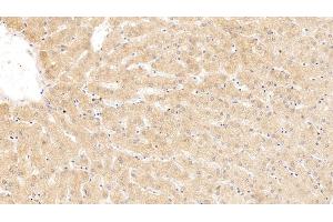 Detection of SERPINA10 in Human Liver Tissue using Monoclonal Antibody to Serpin A10 (SERPINA10) (SERPINA10 antibody  (AA 24-444))
