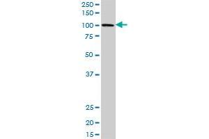 PBXIP1 MaxPab polyclonal antibody. (PBXIP1 antibody  (AA 1-731))