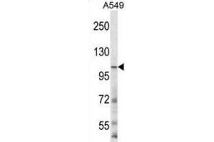 Western Blotting (WB) image for anti-Glutamate Receptor, Ionotropic, N-Methyl D-Aspartate 3B (GRIN3B) antibody (ABIN2996637) (GRIN3B antibody)