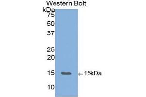Western Blotting (WB) image for anti-Vascular Endothelial Growth Factor B (VEGFB) (AA 22-188) antibody (ABIN2117881) (VEGFB antibody  (AA 22-188))