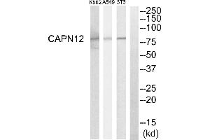 Western blot analysis of extracts from NIH-3T3 cells, A549 cells and K562 cells, using CAPN12 antibody.
