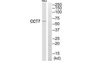 Western blot analysis of extracts from HeLa cells, using CCT7 antibody. (CCT7 antibody  (Internal Region))