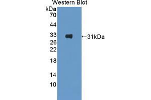 Figure. (Contactin 6 antibody  (AA 658-907))