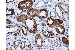 Immunohistochemical staining of paraffin-embedded Kidney tissue using anti-SIL1 mouse monoclonal antibody.
