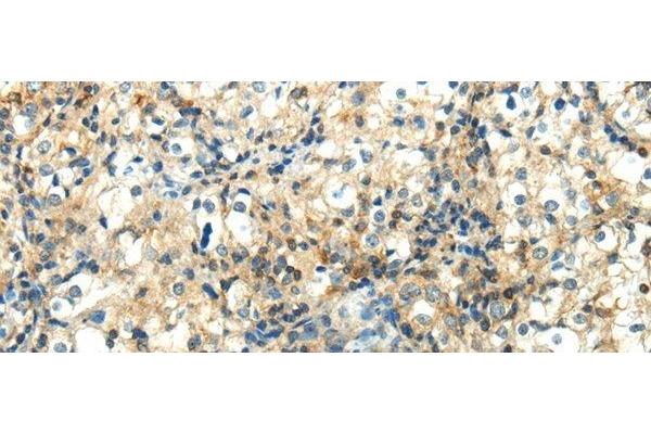 WNT2 antibody