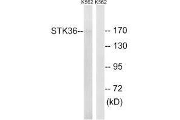 STK36 抗体