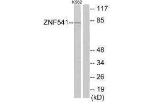 Western blot analysis of extracts from K562 cells, using ZNF541 antibody. (ZNF541 antibody)