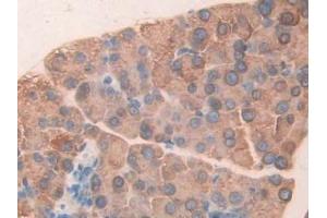 Detection of CUZD1 in Mouse Pancreas Tissue using Polyclonal Antibody to CUB And Zona Pellucida Like Domains Protein 1 (CUZD1) (CUZD1 antibody  (AA 291-545))