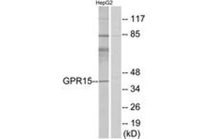 Western blot analysis of extracts from HepG2 cells, using GPR15 Antibody. (GPR15 antibody  (AA 201-250))