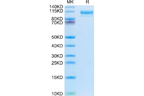 PTGFRN Protein (AA 22-832) (His tag)