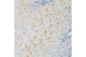 Immunohistochemistry of paraffin-embedded human esophagus using NME4 antibody. (NME4 antibody  (AA 1-187))