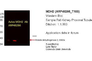 Western Blotting (WB) image for anti-Malate Dehydrogenase 2, NAD (Mitochondrial) (MDH2) (C-Term) antibody (ABIN2783318) (MDH2 antibody  (C-Term))