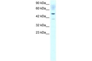 Western Blotting (WB) image for anti-Acetyl-CoA Acetyltransferase 2 (ACAT2) antibody (ABIN2460576) (ACAT2 antibody)