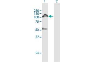 Western Blot analysis of NEDD9 expression in transfected 293T cell line by NEDD9 MaxPab polyclonal antibody.