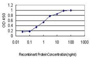 Detection limit for recombinant GST tagged HCAP-G is approximately 0. (NCAPG antibody  (AA 336-435))