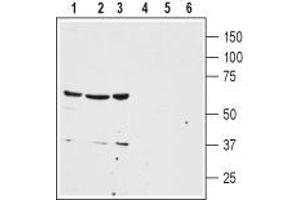 Western blot analysis of human colon cancer HT-29 (lanes 1 and 4), human lung small cell carcinoma NCI-H526 (lanes 2 and 5) and human breast adenocarcinoma MDA-MB-468 (lanes 3 and 6) cell lysates: - 1-3. (NTSR1 antibody  (2nd Extracellular Loop))
