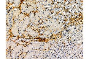 anti-Major Facilitator Superfamily Domain Containing 6-Like (MFSD6L) antibody