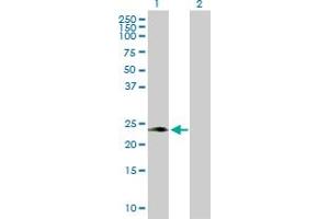 Western Blot analysis of PAEP expression in transfected 293T cell line by PAEP MaxPab polyclonal antibody. (PAEP antibody  (AA 1-180))