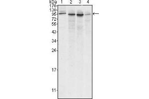 Western blot analysis using Calnexin mouse mAb against A431 (1), Hela (2), MCF-7 (3) and A549 (4) cell lysate.