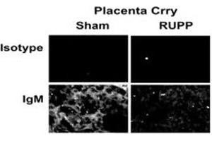 Immunohistochemistry (IHC) image for Rabbit anti-Rat IgM antibody (ABIN102709)
