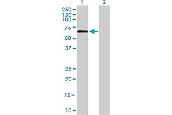 RNF8 antibody  (AA 1-485)