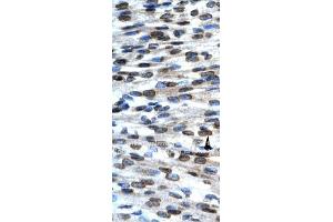 Immunohistochemistry with NT2, mouse brain; rat brain. (BAX antibody  (N-Term))