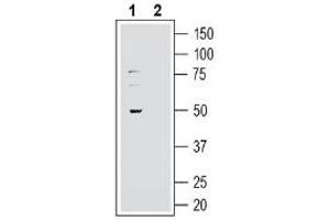 GPR37L1 antibody  (Extracellular, N-Term)