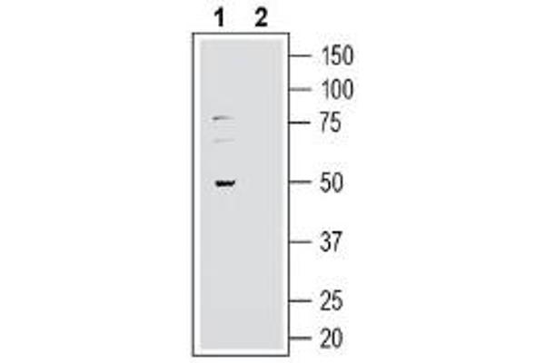 GPR37L1 antibody  (Extracellular, N-Term)
