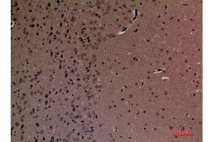Immunohistochemistry (IHC) analysis of paraffin-embedded Mouse Brain, antibody was diluted at 1:100.