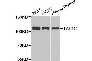 Western blot analysis of extracts of various cell lines, using TAF1C antibody. (TAF1C antibody)