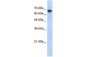 Western Blotting (WB) image for anti-Zinc Finger and SCAN Domain Containing 12 (ZSCAN12) antibody (ABIN2458039) (ZSCAN12 antibody)