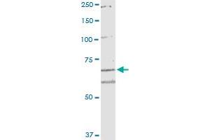 ARHGEF10 monoclonal antibody (M02), clone 6G5. (ARHGEF10 antibody  (AA 792-890))