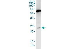 PNOC antibody  (AA 96-168)