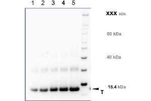 TMEM37 antibody  (N-Term)