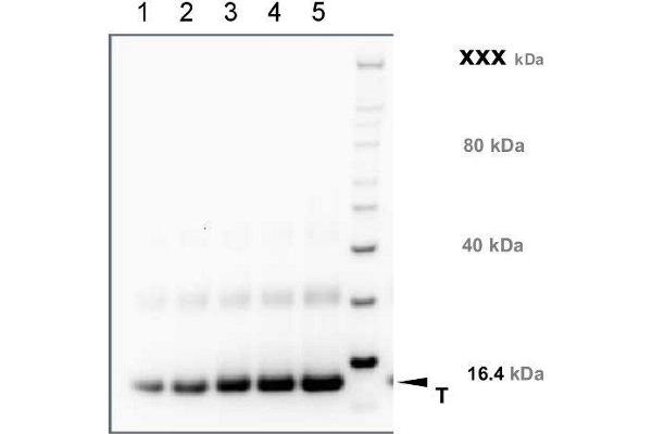 TMEM37 antibody  (N-Term)