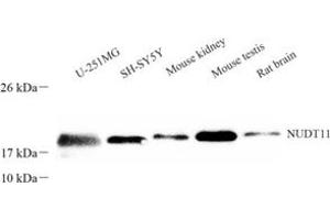 Western blot analysis of NUDT11 (ABIN7074924) at dilution of 1: 300 (NUDT11 antibody)