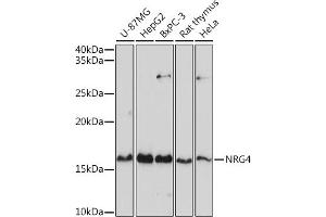 Western blot analysis of extracts of various cell lines, using NRG4 antibody (ABIN3016309, ABIN3016310, ABIN3016311 and ABIN6219713) at 1:1000 dilution. (Neuregulin 4 antibody  (AA 1-115))