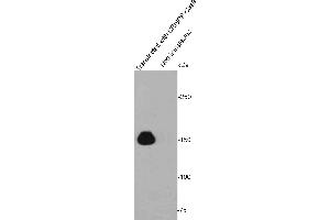 Lane 1: 293T cells transfected with CRISPR9-Cas9, Lane 2: untransfected 293T cell lysate probed with CRISPR-Cas9 (1E8) Monoclonal Antibody, Unconjugated  at 1:1000 overnight at 4˚C. (CRISPR-Cas9 antibody)